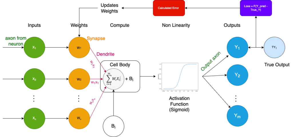 Human Brain vs Deep Learning – the very beginning